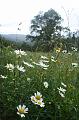 Field of daisies, Olinda Arboretum II